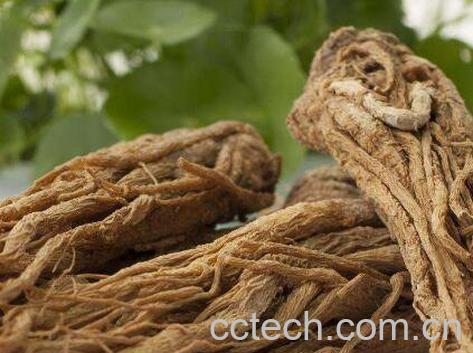 当归的功效与作用及药用价值-0