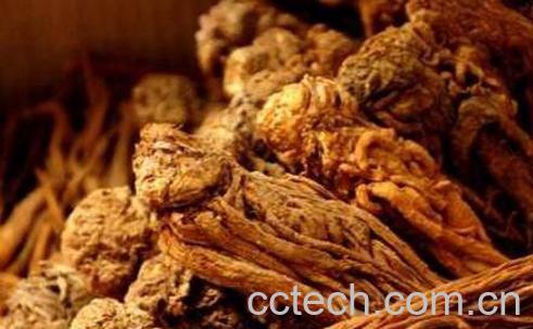 当归的功效与作用及药用价值-1