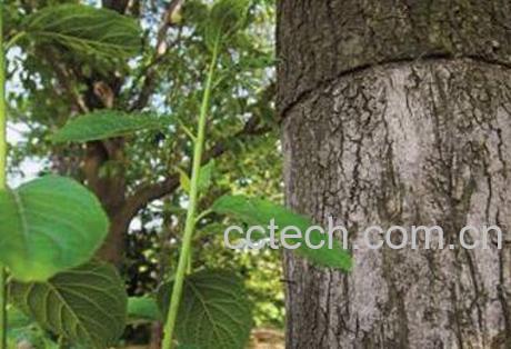 杜仲的功效与作用及常用配方-1