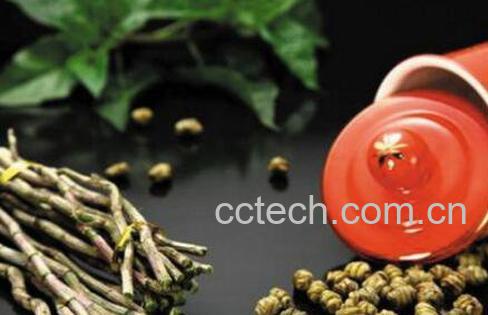 石斛的功效与作用及药用价值-1