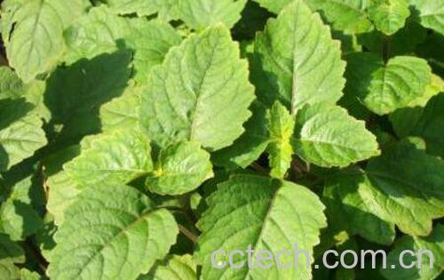 藿香泡水喝有什么好处 藿香泡水喝的功效-1