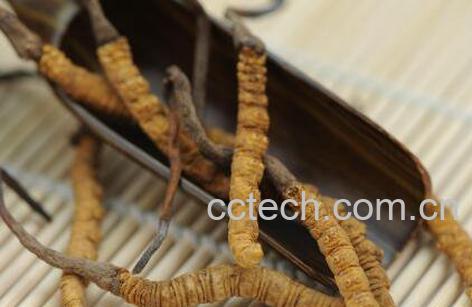 冬虫夏草的功效与作用 冬虫夏草怎么吃-1