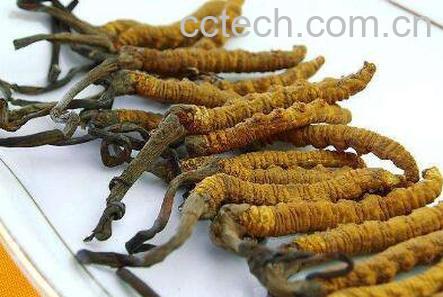 冬虫夏草的功效与作用 冬虫夏草怎么吃-0