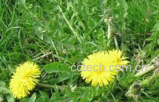 蒲公英花的功效与作用 蒲公英茶哪些人不宜喝-1