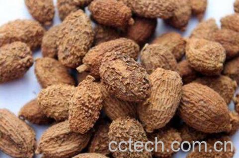 春砂仁的功效与作用-0