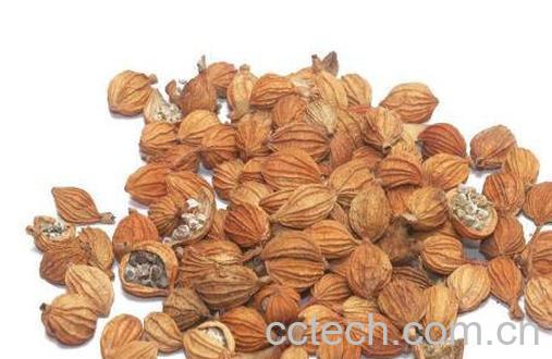 春砂仁怎么吃 春砂仁泡蜂蜜的功效-0