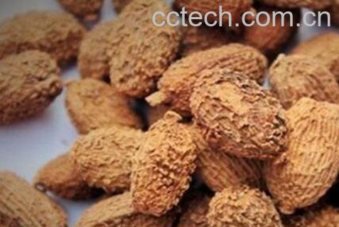 春砂仁的功效与作用-1