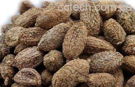 春砂仁怎么吃 春砂仁泡蜂蜜的功效-1