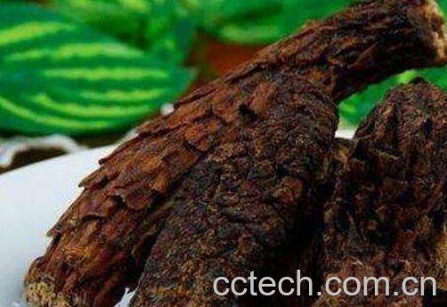 女人吃肉苁蓉的好处-0