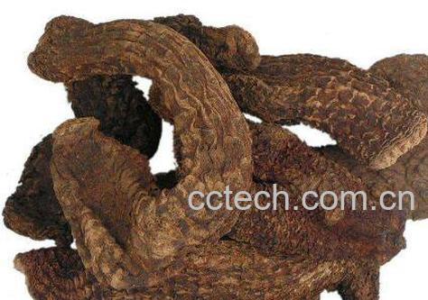 肉苁蓉怎么吃补肾 肉苁蓉的吃法-1