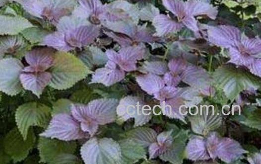 紫苏泡澡的功效与作用-1