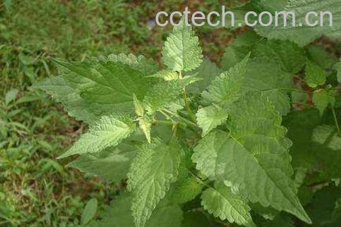 藿香的功效与作用及药用价值-1