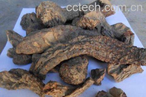 肉苁蓉的功效与危害-1