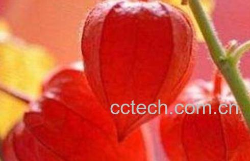 苦姑娘皮泡水的功效与禁忌-1