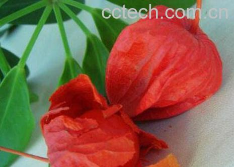 苦姑娘皮泡水的功效与禁忌-0