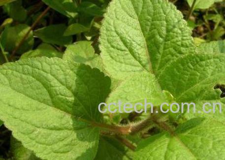 藿香泡水喝有什么好处-0