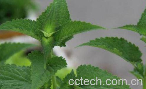 藿香泡水喝有什么好处-1