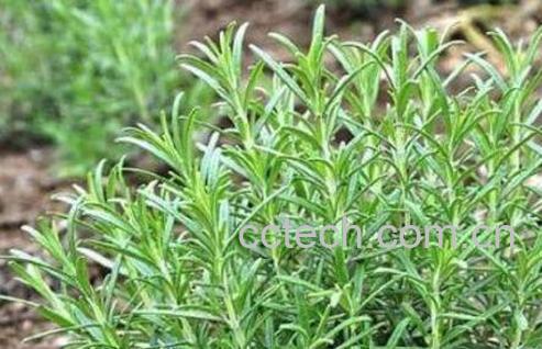 迷迭香和百里香的区别-0