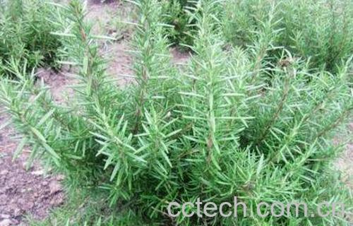 迷迭香和百里香的区别-1