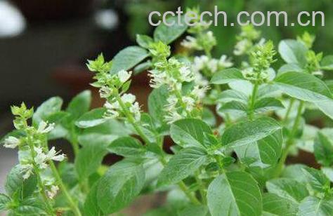 百里香的功效与作用-0