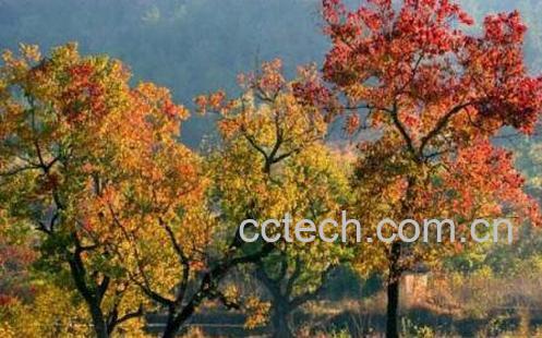 乌桕树图片 乌桕树的功效与作用-0