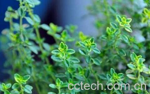 百里香的功效与作用-1