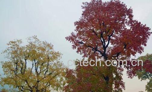 乌桕树图片 乌桕树的功效与作用-1