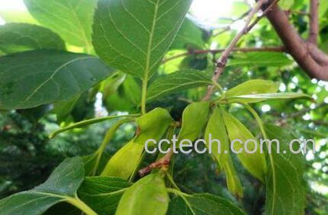  杜仲的功效与作用及药用价值-1