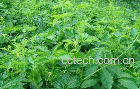 绞股蓝的功效与作用及药用价值-0