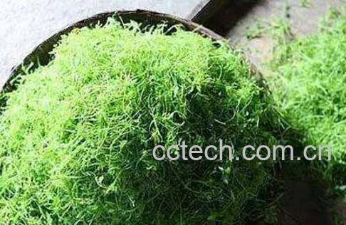 绞股蓝的功效与作用及药用价值-1