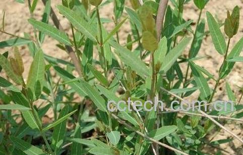 萝卜麻的作用和功效-0