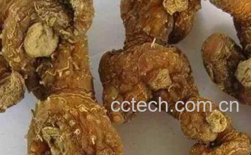 黄精的功效与作用及药用价值-0