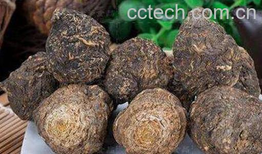 玛卡的功效和作用及药用价值-0