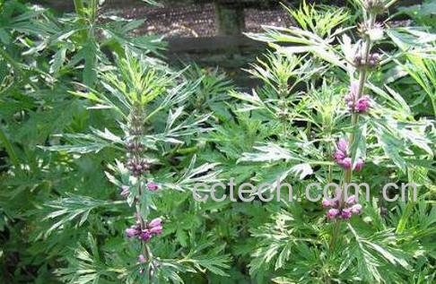 益母草的作用与功效-0