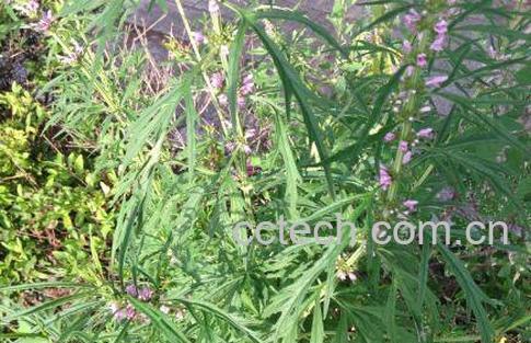 益母草的作用与功效-1