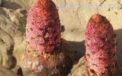 锁阳的功效与作用及药用价值-1