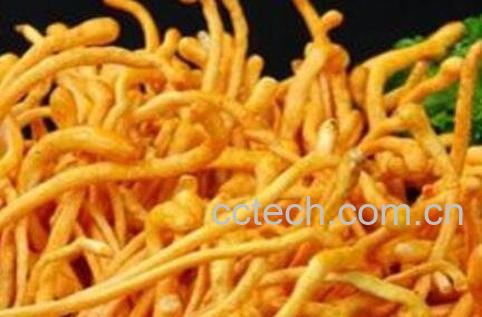 虫草花的功效与作用及食用禁忌-0