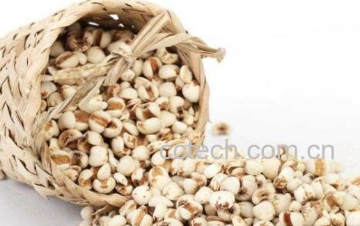 薏米的功效与作用及药用价值-0