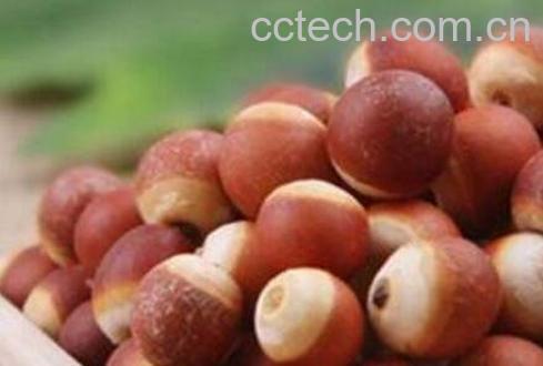 芡实的功效与作用及药用价值-0