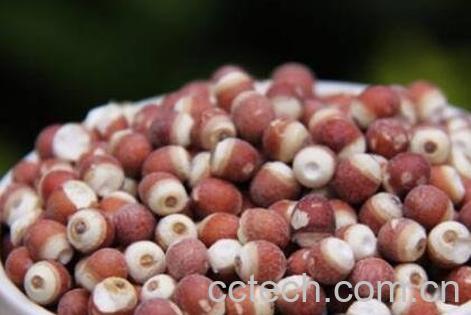 芡实的功效与作用及药用价值-1