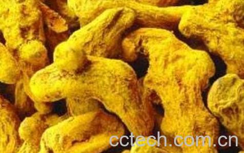 姜黄的功效与作用及药用价值-0