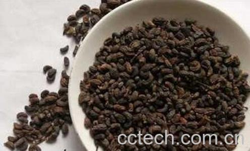 女贞子的功效与作用及药用价值-1