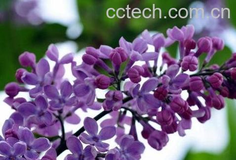 丁香的用处 中药丁香的功效与作用-0