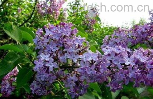 丁香的用处 中药丁香的功效与作用-1