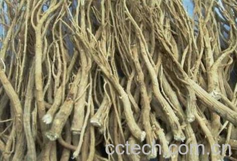 柴胡的功效与作用及药用价值-1