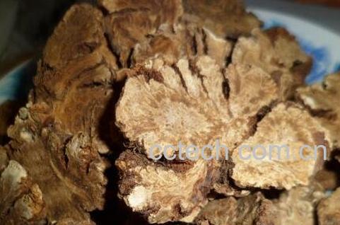 川芎的功效与作用及药用价值-1