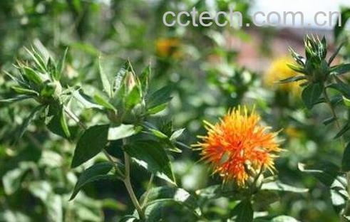 红花有哪些功效与作用-1