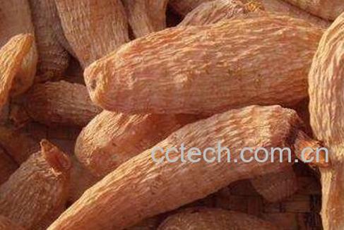 天麻有哪些功效与作用及药用价值-1