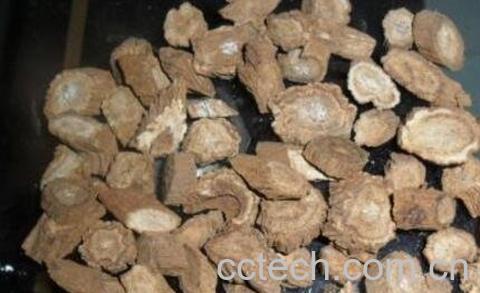 牛蒡根的功效与作用及禁忌-1