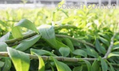 铁皮石斛的功效与作用及药用价值-0